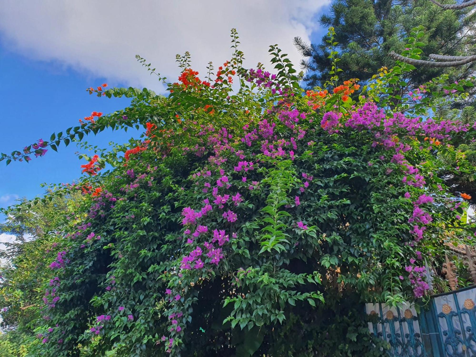 Villa Alicia Maguwo Exteriér fotografie